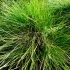 Carex davalliana -- Davalls Segge